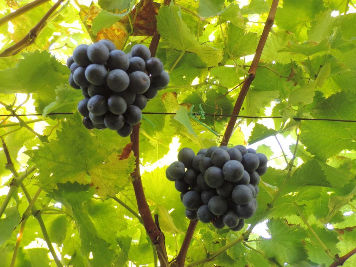 Boutique Appartamento Bacchus Marlengo Εξωτερικό φωτογραφία